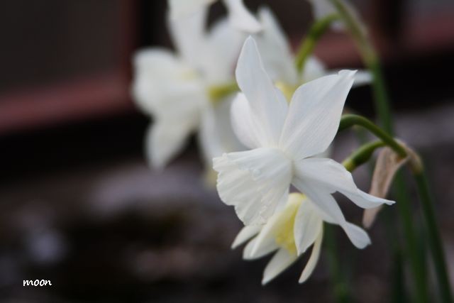 narcisi
